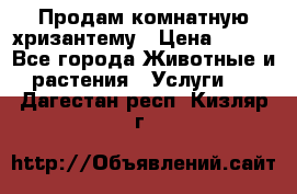 Продам комнатную хризантему › Цена ­ 250 - Все города Животные и растения » Услуги   . Дагестан респ.,Кизляр г.